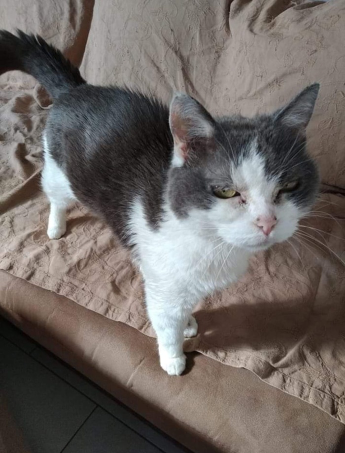Chat Féline Chat Féline